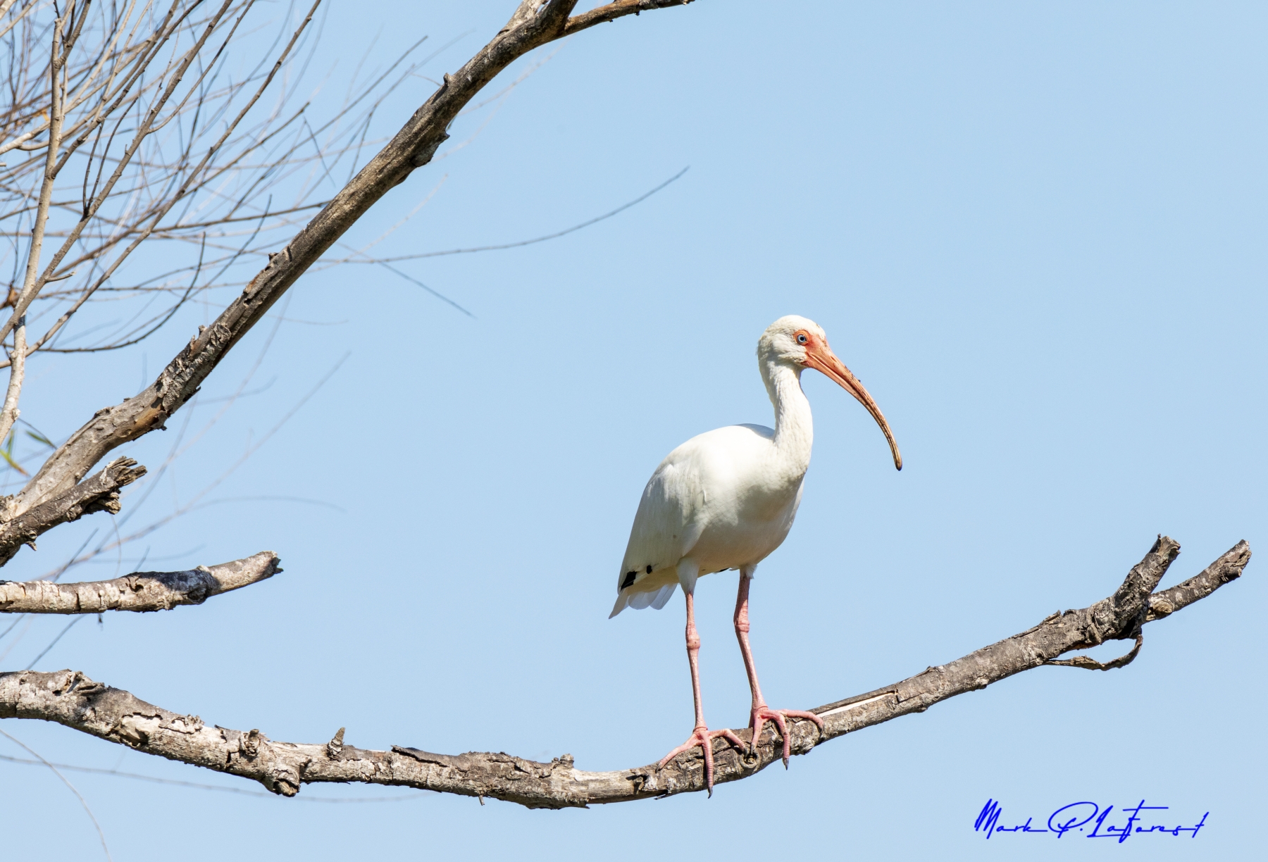 /gallery/north_america/USA/Texas/port aransas/American White Ibis Port Aransas TX 2020-002_med.jpg